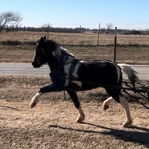 Meet your Posher, Sue